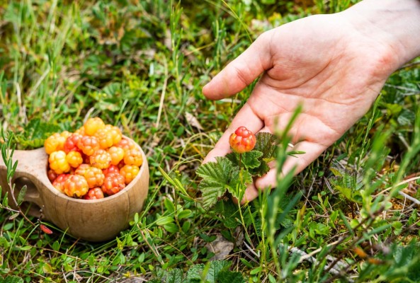 Wildplukwandeling bij Den Dolder op 8 september